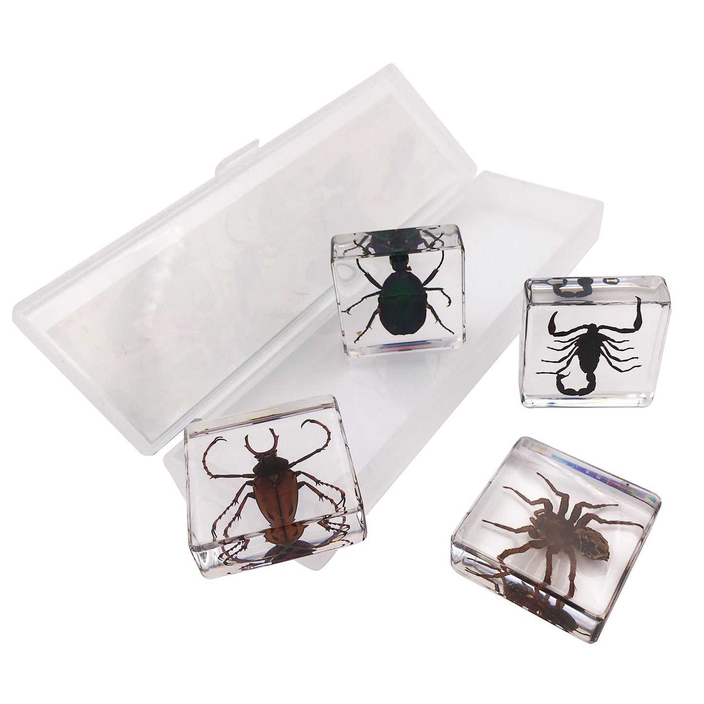 4 Real Bugs Insect Arachnid Resin Specimen STEM Set Magnifier Fun Fact Sheet Poster