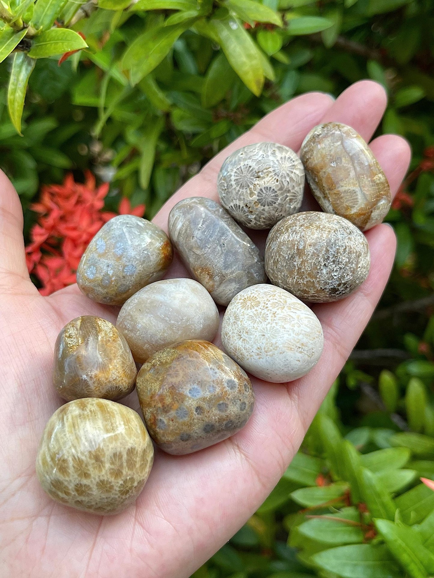 GAF TREASURES Wholesale Fossil Coral Tumbled Stones, Polished Natural Fossil Coral Gemstone, Fossil Coral Polished Rocks (Fossil Coral, 0.25 Pound)