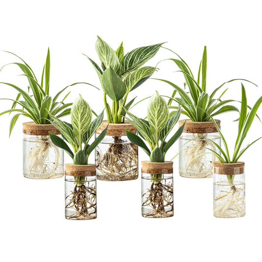 Plant Propagation Station,Hydroponic Glass Container Vase 2 Sizes Planter Propagated Jars for Desks, Houses, Garden Decorations,Home Kitchen Decorations and Gifts cu.20.5 (6pcs)