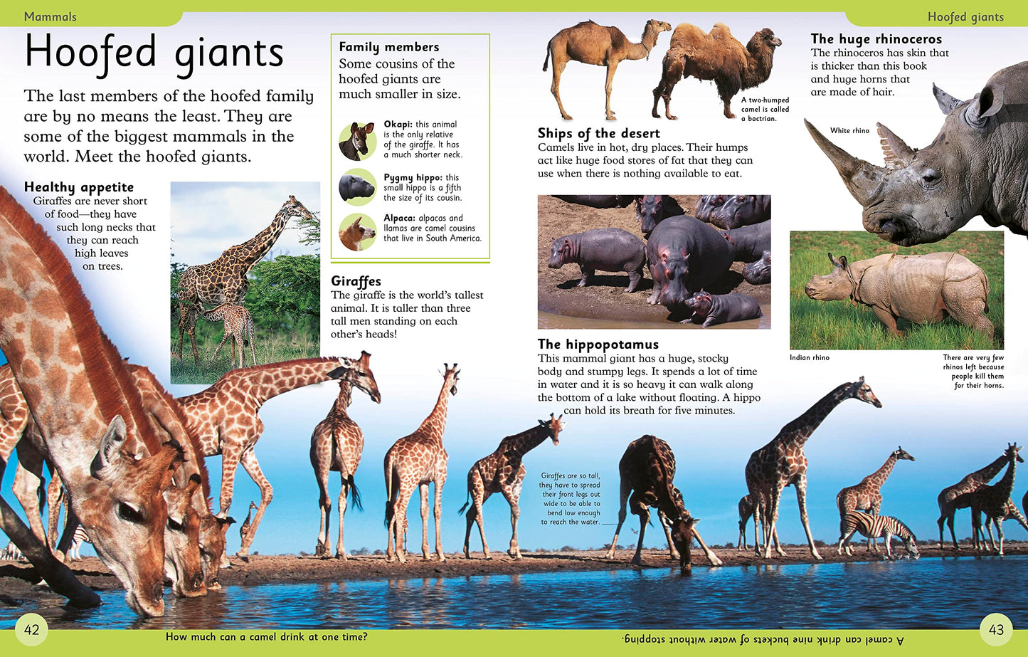 First Animal Encyclopedia: A First Reference Guide to the Animals of the World (DK First Reference)