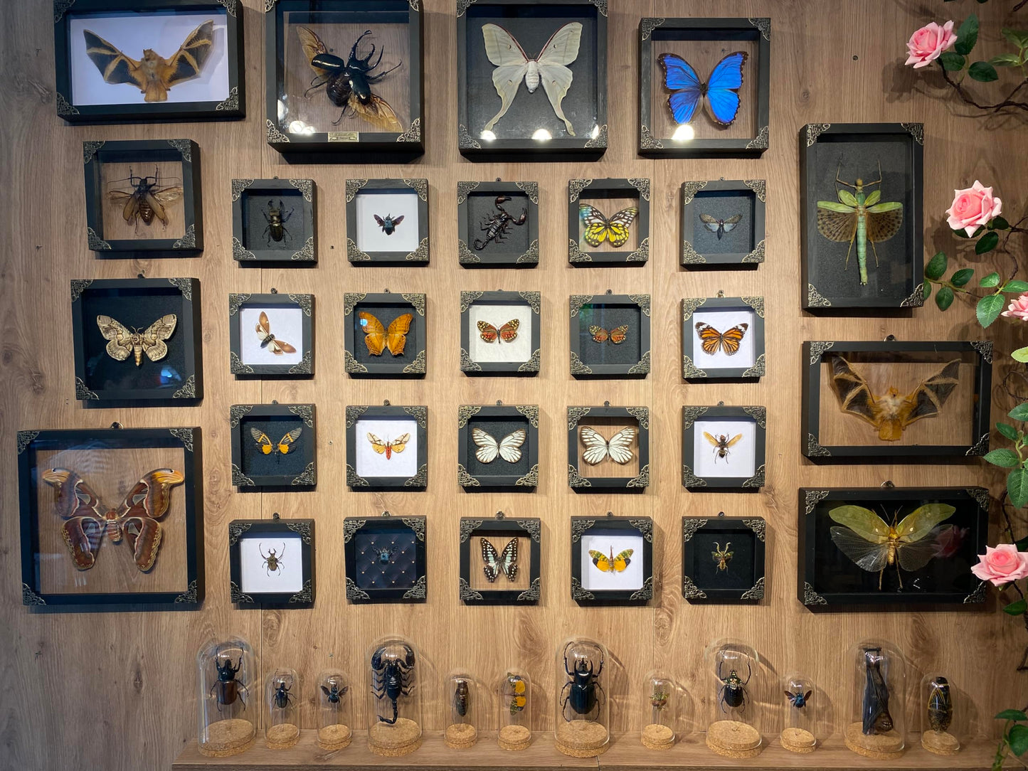 Real Tiger Moth Butterfly Insect Entomology Gifts Shadow Box Taxidermy Specimen Display Oddity Curiosities Tabletop Wall Art Hanging Home Decor Living Room K12-14-TR