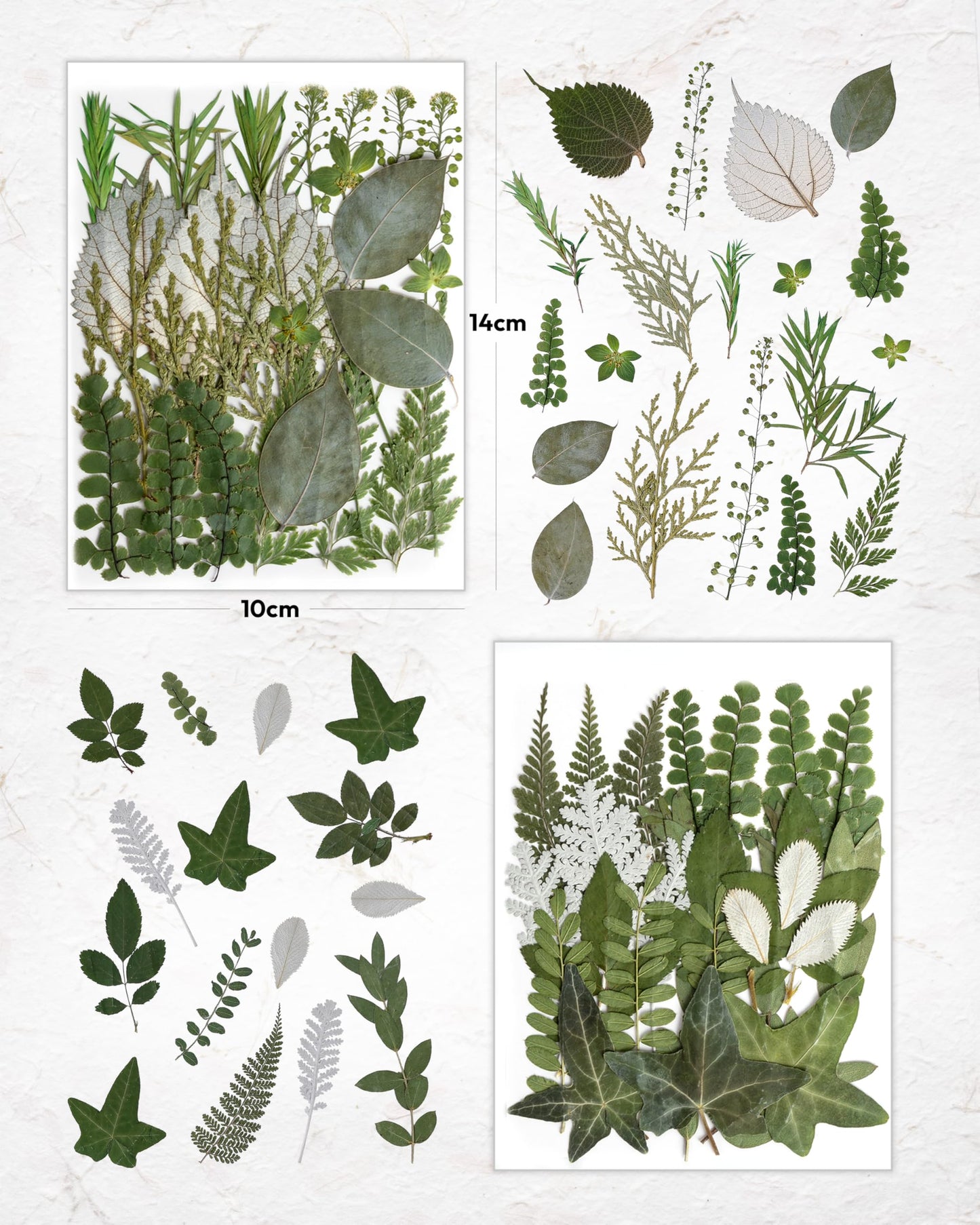 Resiners Dried Pressed Flowers for Resin Molds, Real Natural Dried Flowers Dry Leaves kit for Scrapbook Supplies Card Making Resin Jewelry Making Soap Candle DIY Crafts (Green Leaves100pcs)