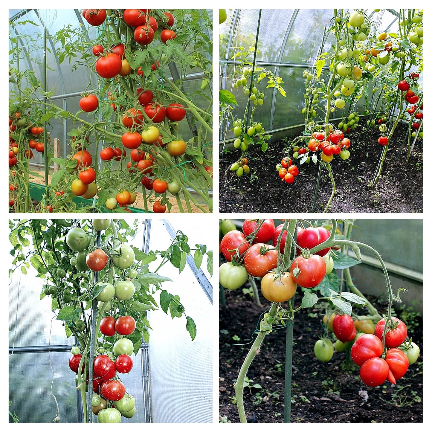 YIDIE Garden Stakes Sturdy Metal Fence Post 5 Ft Plastic Coated Steel Plant Sticks for Tomatoes,Trees,Cucumber,Fences,Beans,Pack of 50