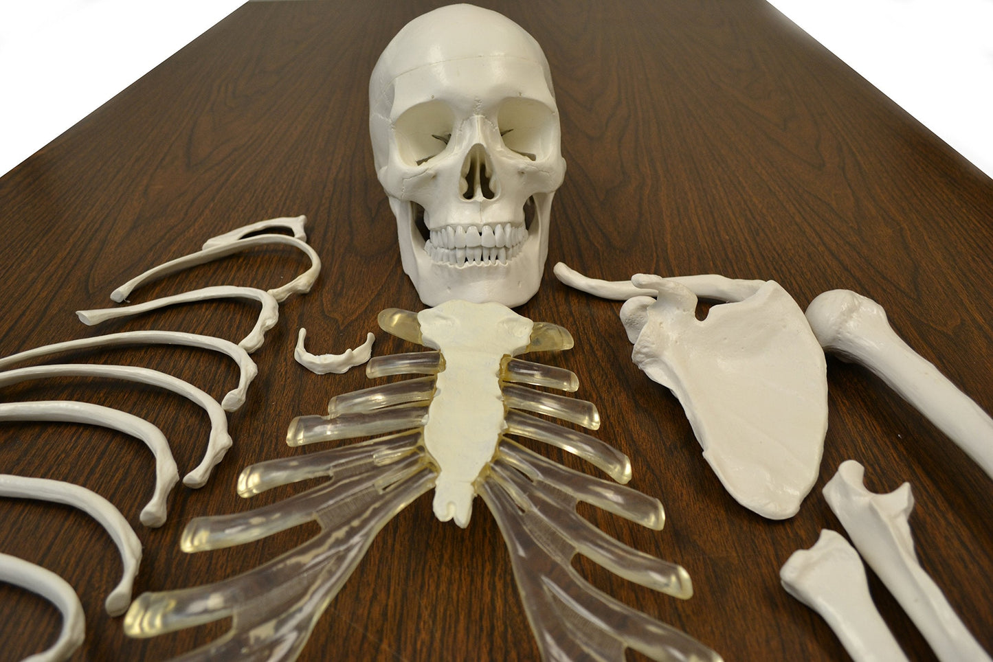 hBARSCI Disarticulated Human Skeleton Model for Anatomy, Life Size 62" High - Medical Quality, 200+ Skeletal Bones - 3 Part Skull with Movable Jaw, Articulated Hand & Foot