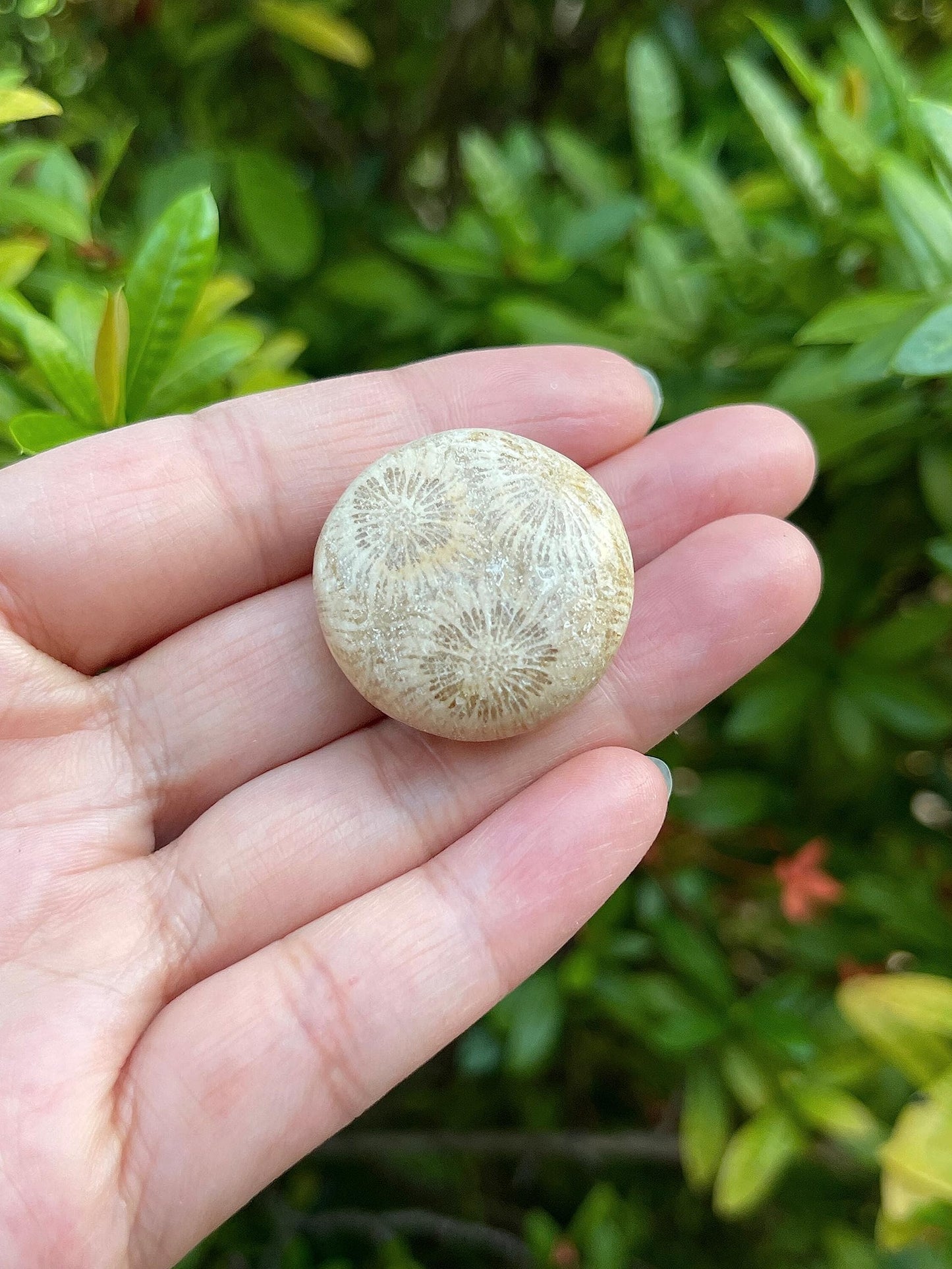 GAF TREASURES Wholesale Fossil Coral Tumbled Stones, Polished Natural Fossil Coral Gemstone, Fossil Coral Polished Rocks (Fossil Coral, 0.25 Pound)
