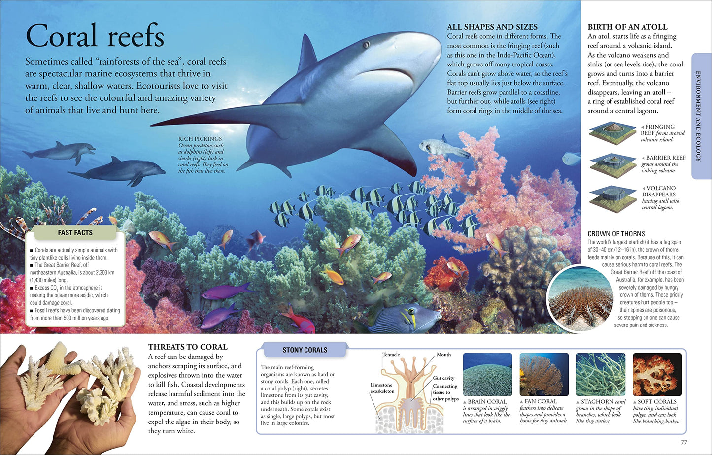 The New Children's Encyclopedia: Packed with thousands of facts, stats, and illustrations (DK Children's Visual Encyclopedias)