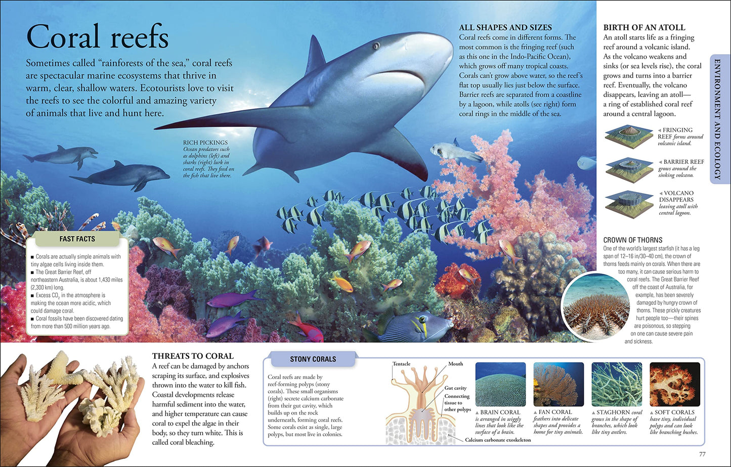 The New Children's Encyclopedia: Packed with thousands of facts, stats, and illustrations (DK Children's Visual Encyclopedias)