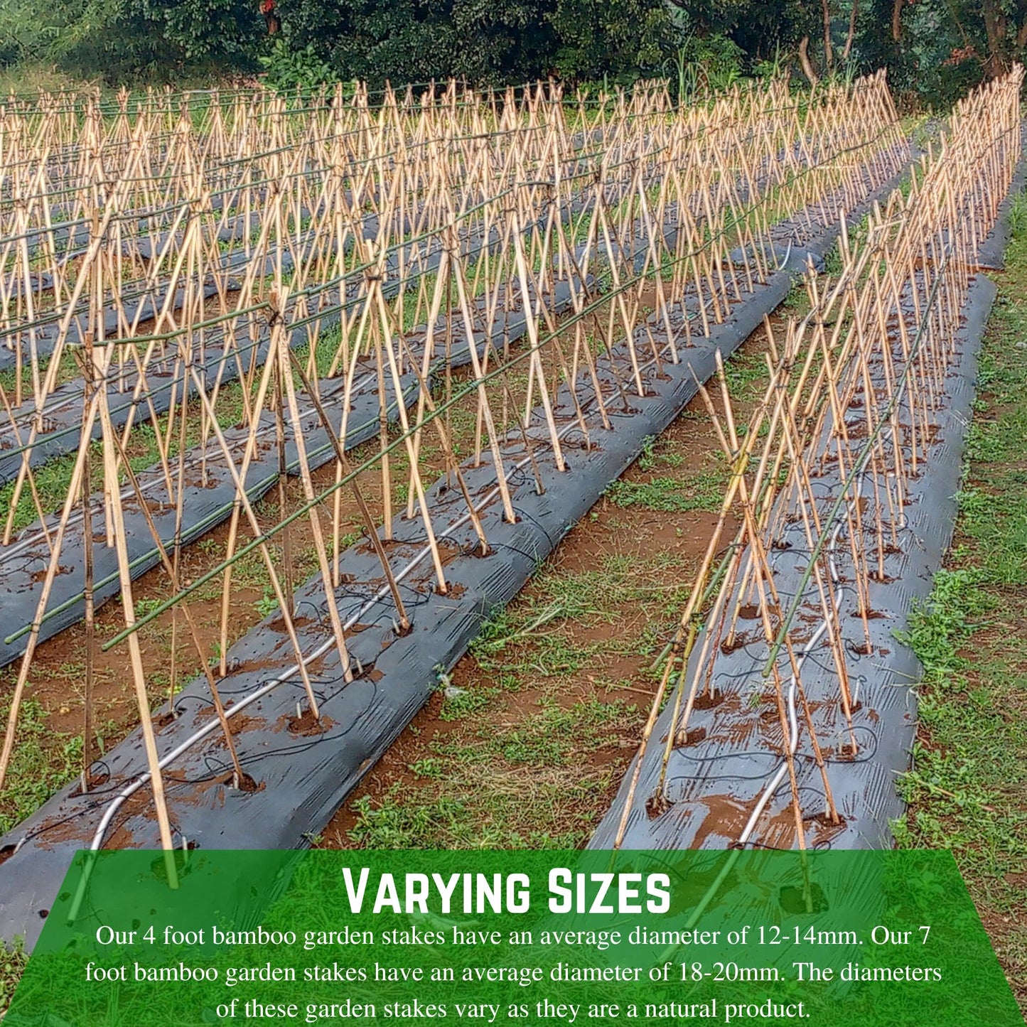 Farm Plastic Supply - Bamboo Garden Stakes - Bambo Sticks, Bamboo Plant Stakes for Outdoor Plants, Plant Support Stakes for Indoor Plants (7 Foot, 100)